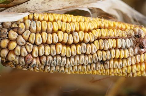 Post-Harvest Handling of a Corn Field Affected by Fumonisin ...