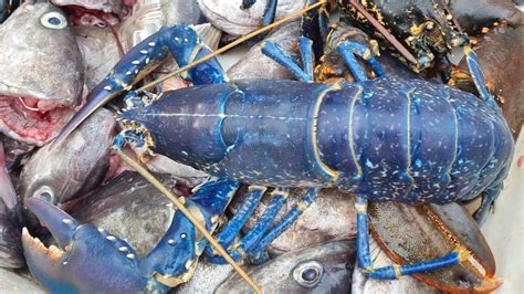 One-in-two-million blue lobster landed by Aberdeen fisherman - BBC News