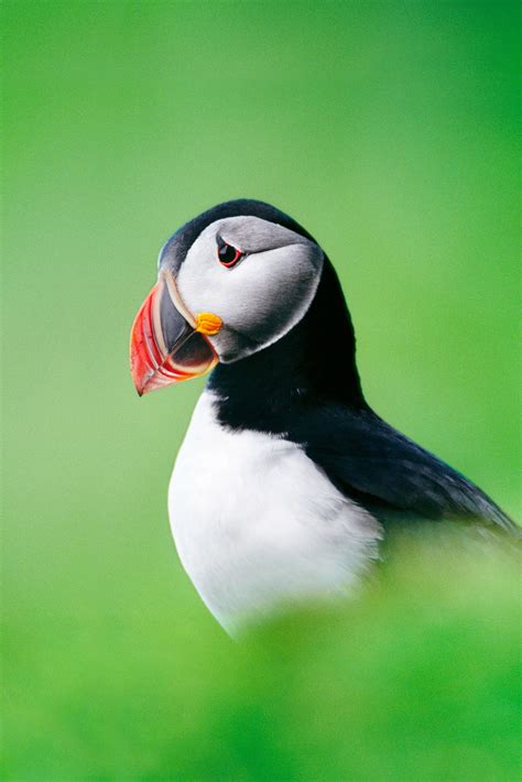 Are Puffins Part Of The Penguin Family / If you are a birder or a ...