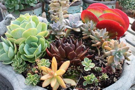 Eight Colorful Succulents