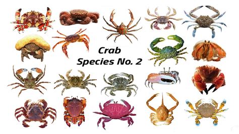 Crustacean Species / Fun List of Crab Species Vol.2 / Leo & Lia Story ...