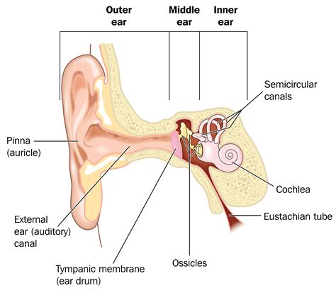 Ear infections explained - Dr Mark McGrath