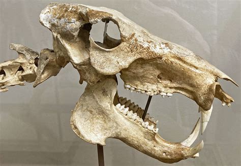 Platygonus compressus (fossil peccary skull) (Pleistocene;… | Flickr