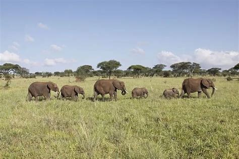 African Bush / African Savanna Elephant herd Tarangire NP