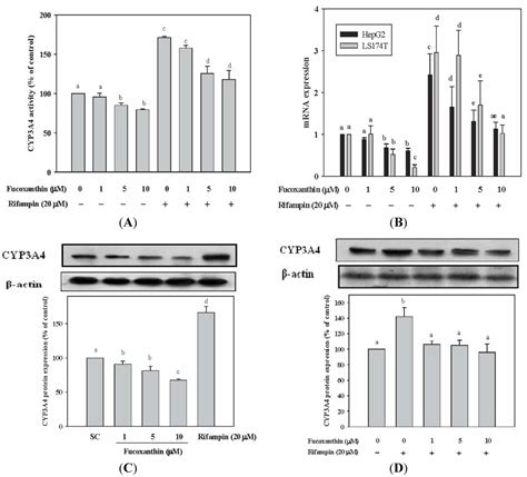 Marine Drugs | Free Full-Text | Fucoxanthin Attenuates Rifampin-Induced ...