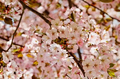 Hamarikyu Gardens – 2 Huge in Japan