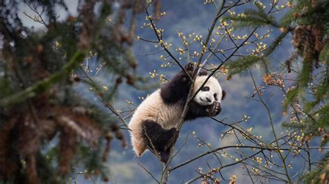 Giant panda in Wolong National Nature Reserve, Sichuan, China - Bing ...