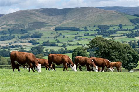 Herd of Hereford beef cattle in the English landscape, Cumbria, UK ...