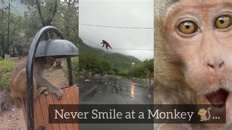 Never Smile at a Monkey... - YouTube