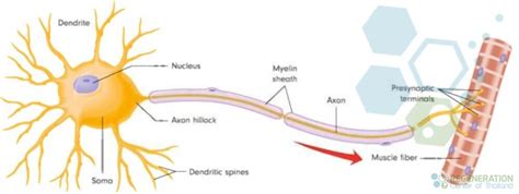 Motor Neuron Cell Membrane