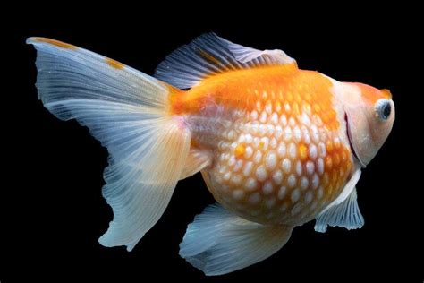 Common Goldfish Diseases: How to Identify and Treat Them