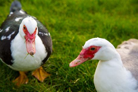 Muscovy Duck Free Stock Photo - Public Domain Pictures