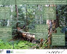 Europe Is Using Old Growth Forests As Fuel And Losing Forest Cover ...