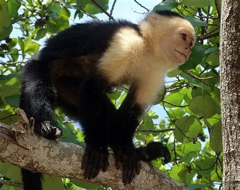 Capuchin Monkey Facts | Top 10 Facts about Capuchin Monkey