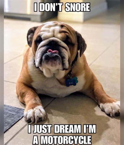 Funniest Bulldog Meme - K9nerds.com