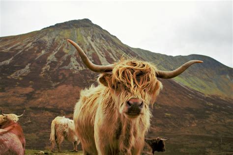 Highland Cattle, Animals Wallpapers HD / Desktop and Mobile Backgrounds