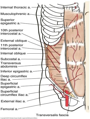 Abdominal Anatomy & Physiology pt2 Flashcards | Quizlet