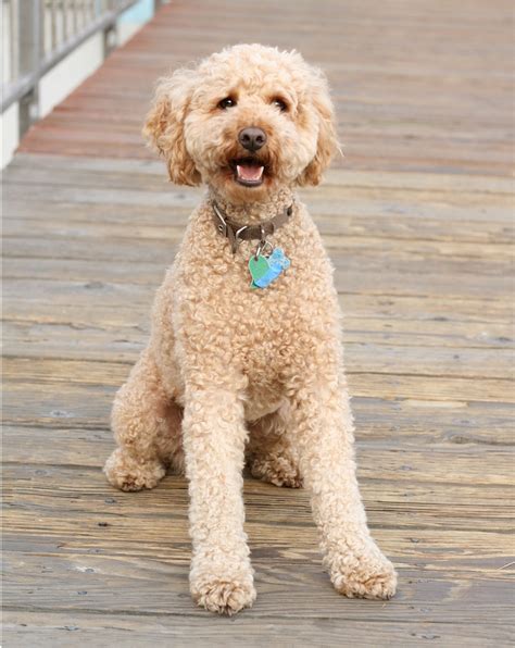 Labradoodle Free Stock Photo - Public Domain Pictures