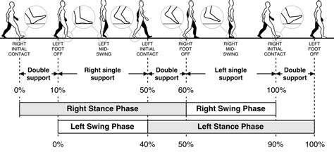 Human gait cycle. Reprinted from "Inertial Sensor-Based Robust Gait ...