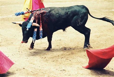 Bullfighting