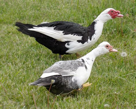 Muscovy Duck - Facts, Habitat, Diet, Behavior, As Pets, Photos