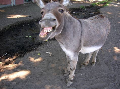 Download Funny Donkey Face Wallpaper | Wallpapers.com