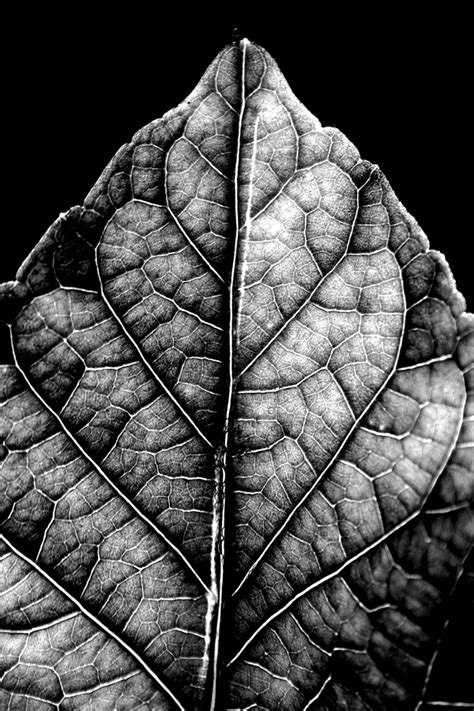 natural progression by Al Saulso, via Behance | Texture photography ...