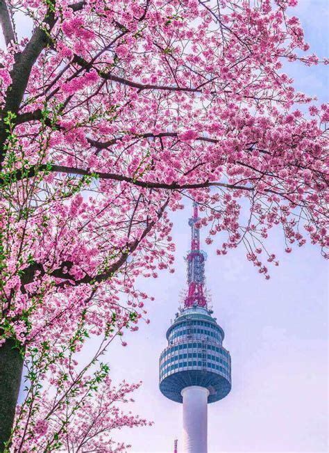 Where to See Cherry Blossoms in Seoul • Hoponworld