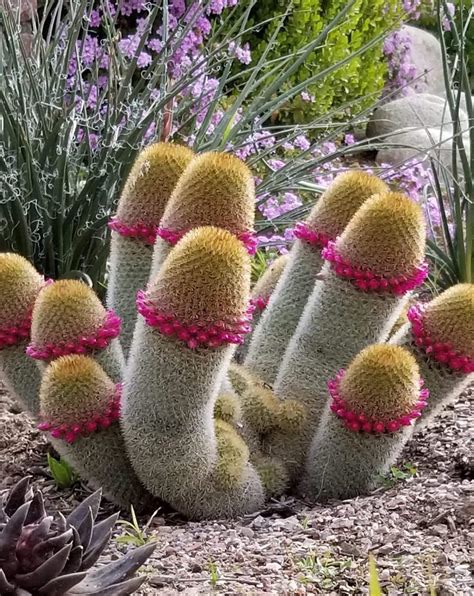 Feast your eyes on these colorful cacti : r/mildlyinteresting