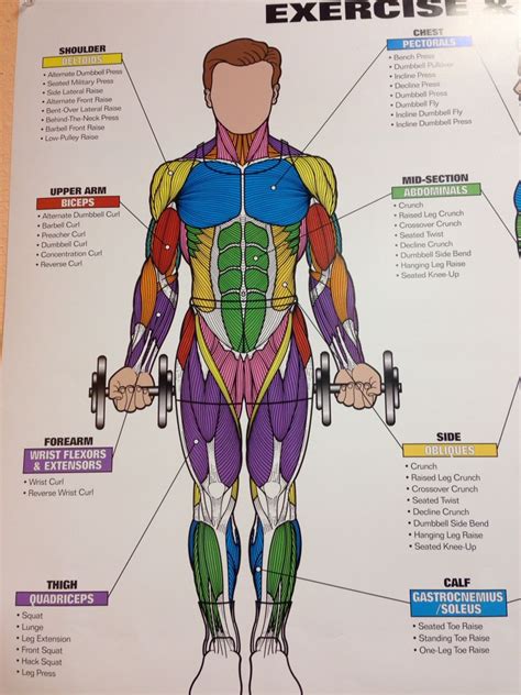 Muscle Chart With Names