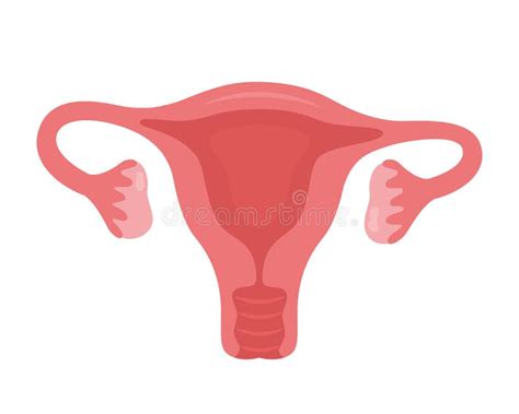 Uterus. Woman Reproductive Health Illustration. Gynecology. Anatomy ...