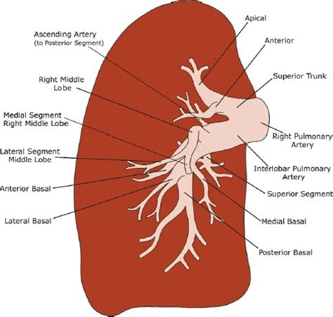 Anatomy | Radiology Key