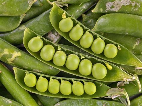 Green peas in pod stock image. Image of amazing, fresh - 33494493