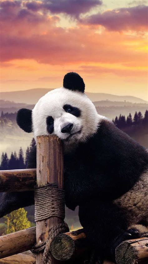 Panda Zoom Background