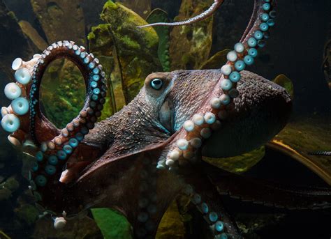 Inky the octopus escapes from New Zealand aquarium - CBS News