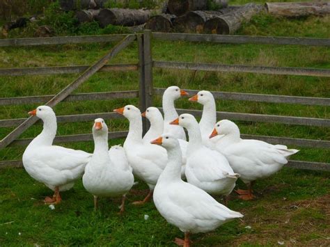 Největší chovatelský web v ČR - iFauna.cz