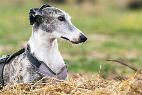 10+ Greyhound Colors: All About This Dog's Coat