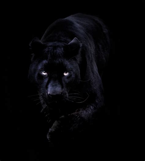 Full Hd Black Panther Wallpaper 3d - x-anythingcouldhappen-x