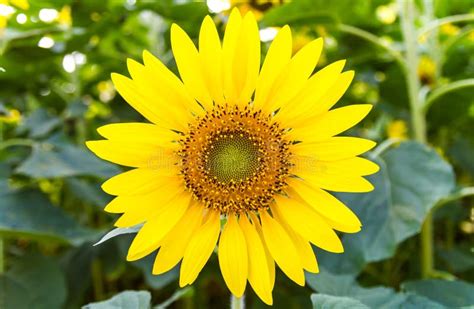 Sunflower blooming stock image. Image of natural, floral - 47395729