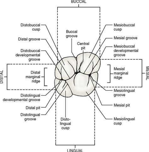 Upper Molar Anatomy