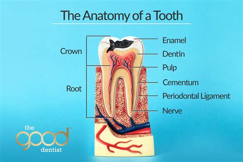 The Anatomy of a Tooth | The Good Dentist