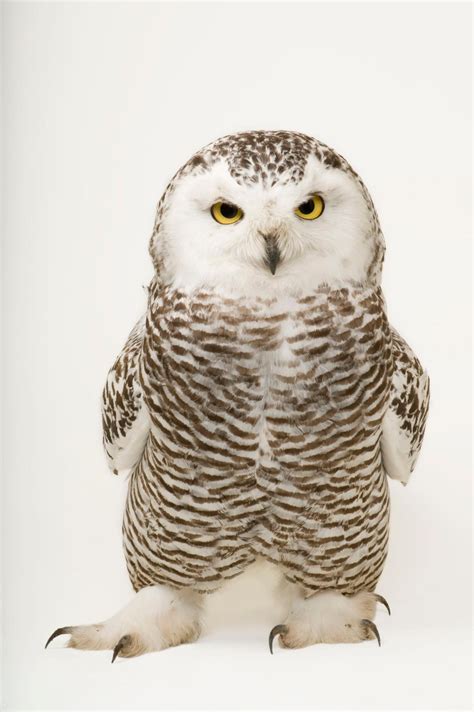 See how the snowy owl survives the harsh environment of the Arctic ...