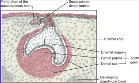 Histology- GI system Flashcards | Quizlet