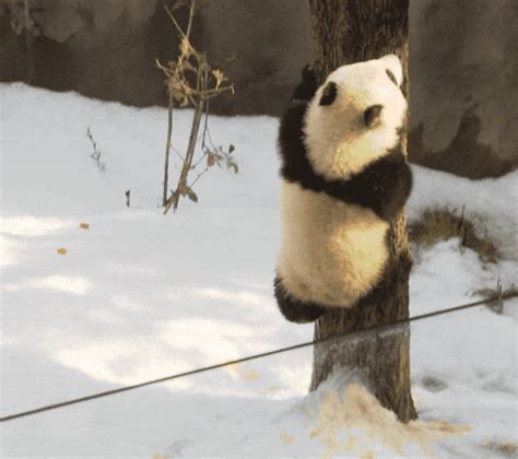 Baby Animals Panda GIF by San Diego Zoo - Find & Share on GIPHY