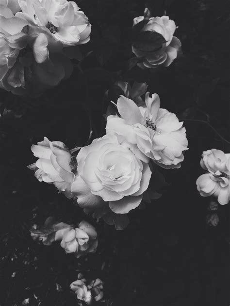 Aesthetic Flower Black And White Ideas – Mdqahtani