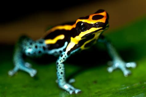 44 Poison dart frog HD Wallpapers | Backgrounds - Wallpaper Abyss