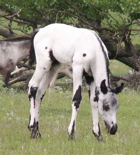 Pin on The Horse Life