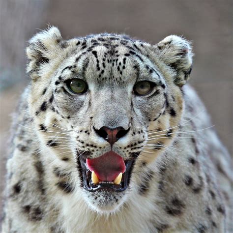 Snow Leopard (Panthera Uncia) | about animals