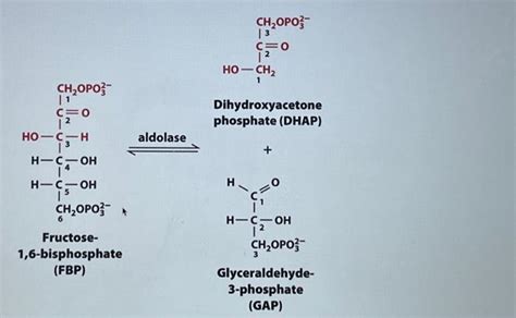 Solved Dihydroxyacetone phosphate (DHAP) aldolase + | Chegg.com