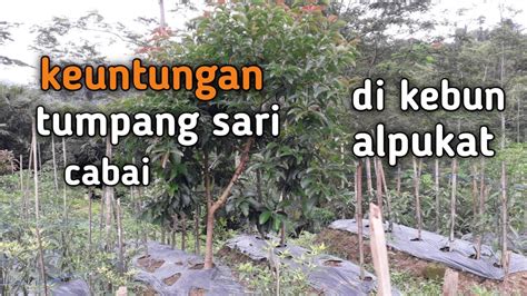 Keuntungan tumpang sari cabai di kebun alpukat(benefits of chili ...